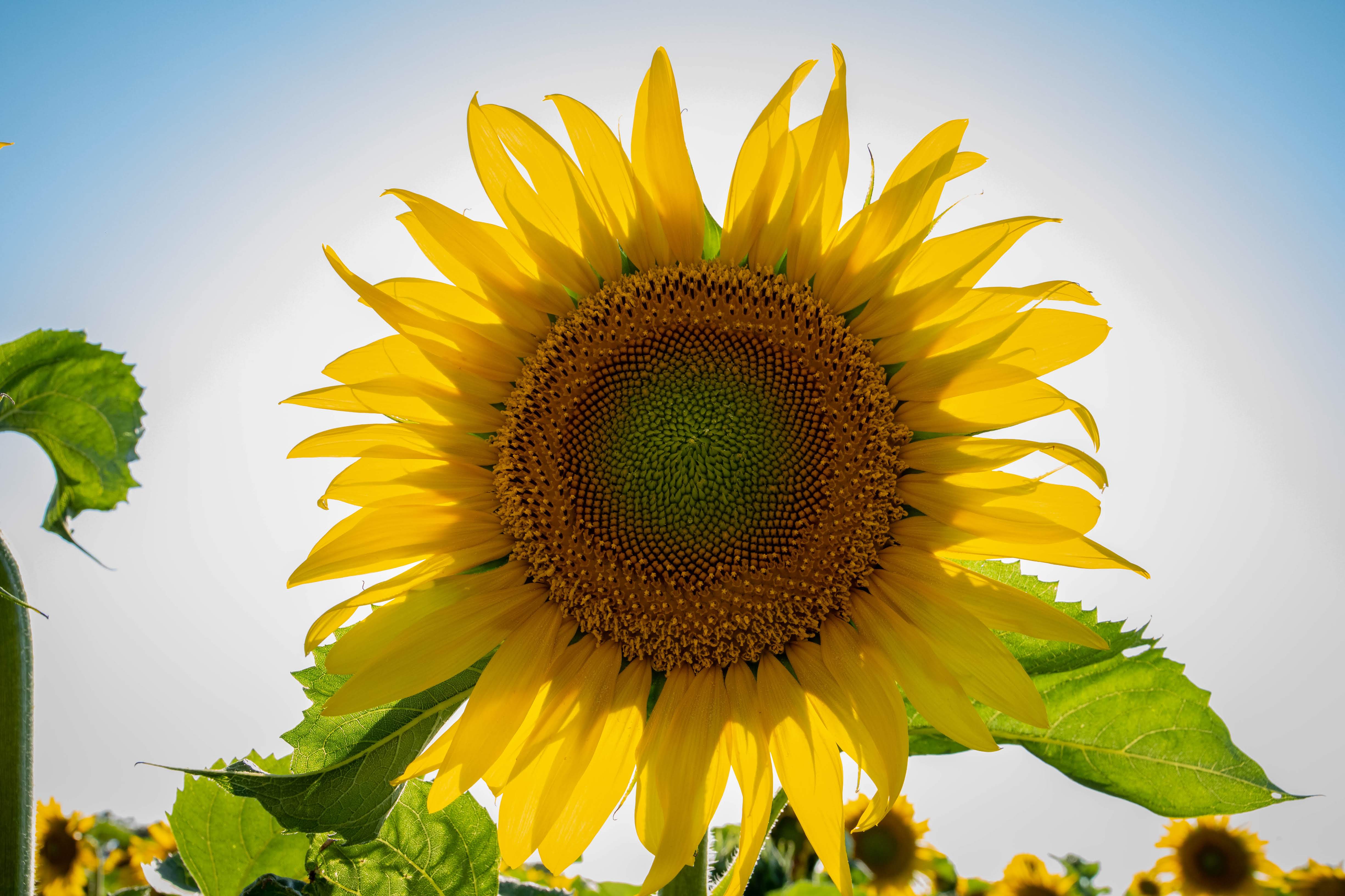 Sunflower backlit by the sun. 