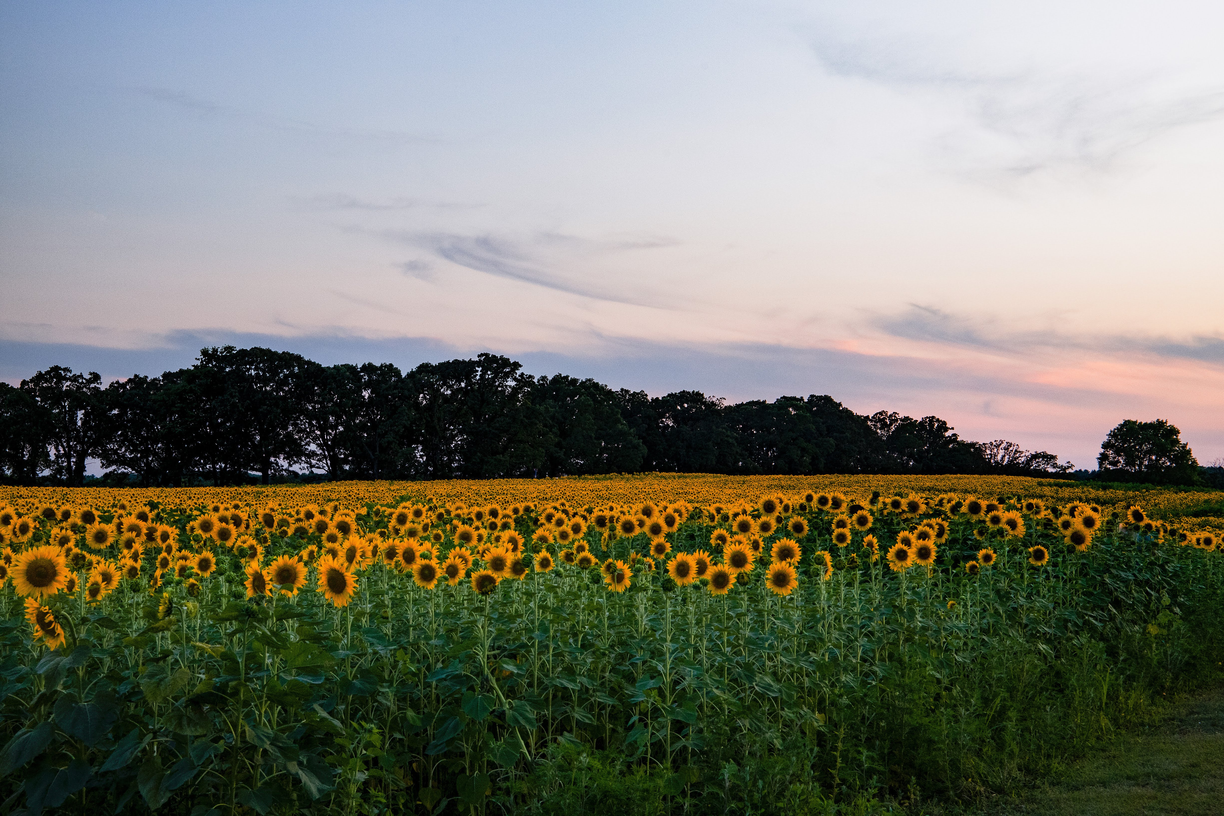 Field of sunflowers. Purple and pink sunset sky behind. 